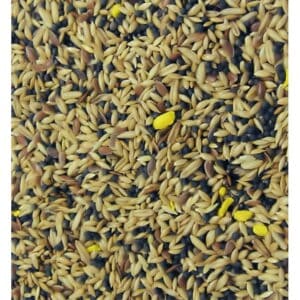 colones canary seed mix